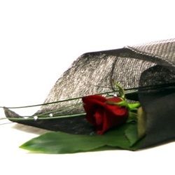 Products: A single red rose - amaryllis for flowers