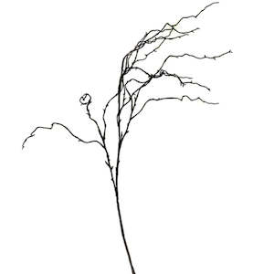 Willow Branch Brown - 100cm