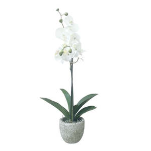 Soft Touch Phalaenopsis Potted: White - Small