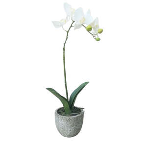 Faux Plants Foliages Flowers: Fresh Touch Phalaenopsis Potted: White - Medium
