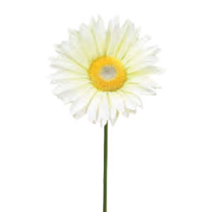 Products: French Gerbera: Champagne