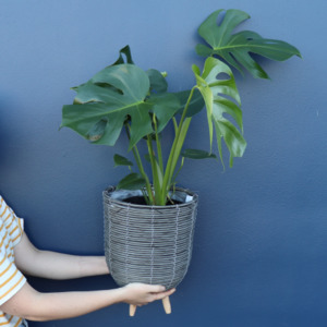 For Him: Plant | Monstera XL