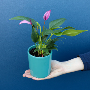 Plant | Anthurium Small