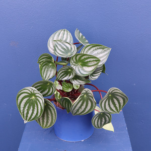 Additions Deluxe Card: Plant | Watermelon Pepperomia