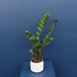 Additions Deluxe Card: Plant | Zanzibar
