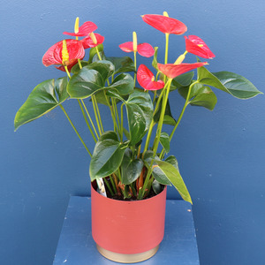 Plants: Plant | Red Anthurium Large