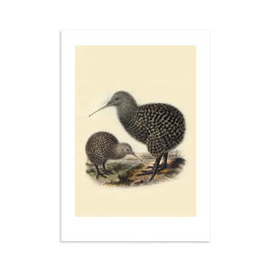 Art Posters: Kiwi Buller's Bird Print A4