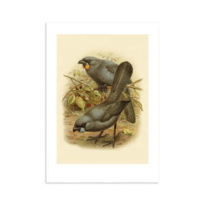 Kokako Buller's Bird Print A4