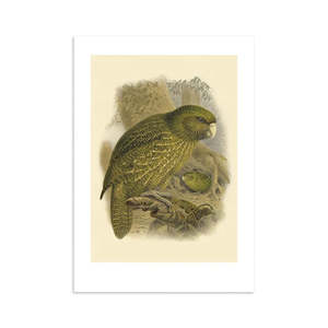 Kakapo Buller's Bird Print A4