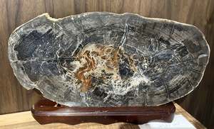 Art Posters: Stunning and large polished petrified wood slab