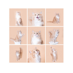 PET Cats Studio Session Angela Scott Photos