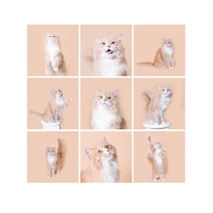 Products: PET Cats Studio Session Angela Scott Photos
