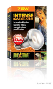 Intense Basking Spot