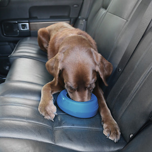 Dog Feeders: Splash Free Bowl
