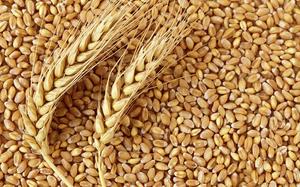 Poultry And Birds: Wheat 5kg