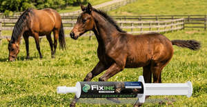 Horse: Fixine BioBoost 80cc