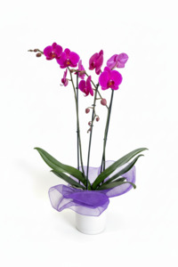 Purple Orchid