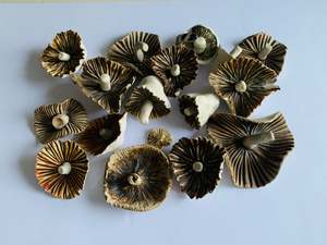 Collection of hand made pottery mushrooms