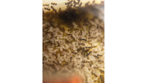 Products: Mayriella abstinens queen with 50+ (self mutil queen species, mini red color)