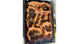 Chelaner Antarcticus ant colony in F5 farm (1000+ workers) super good colony