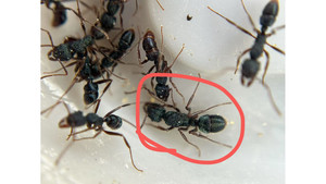 Blue Pony queen colony = sparkly shine ant = (Rhytidoponera chalybaea)