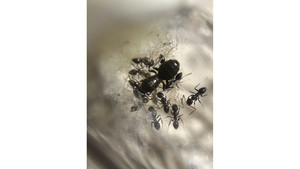 Nylanderia ant Queen with 3+ workers and eggs in tube