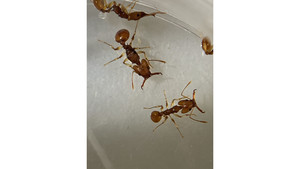 Orectognathus antennatus queen + 2 workers colony