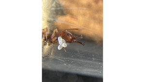 Orectognathus antennatus queen in tube
