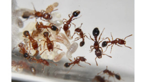Tetramorium grassii Ant queen ant colony in tube