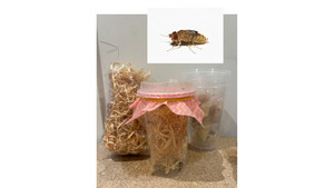 Other insect: Live Wingless Fruitflies Culture - cycle set