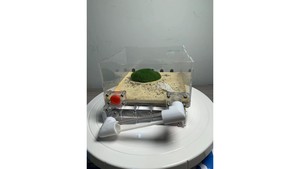 B1 Ant farm (moss and rock) with light (new design special price)