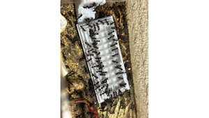 Tools: Large food plate (Preventing Ants from Drowning)