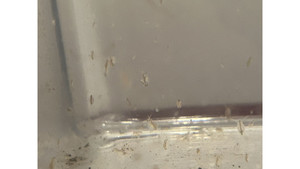 Daphnia Culture (50-100 daphnia) ( personal breed)