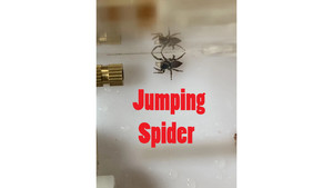 Jumping Spider: Female Jumping spider