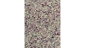 Springtails: springtails Culture