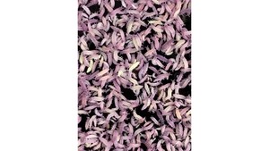 Products: Gummy springtails Culture (gold + purple + red head white)