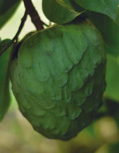 Cherimoya