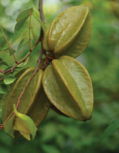 Fruit: Starfruit