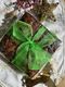 Fruit Cake/Gluten Free /Wrapped /Boxed (approx 1.4kg)