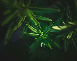 Produce: Rosemary