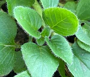Produce: Oregano