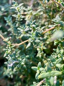 Produce: Thyme
