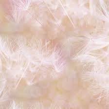 Hoffman Digital Prints: Farmhouse Blooms by Hoffman Dandelion Peach