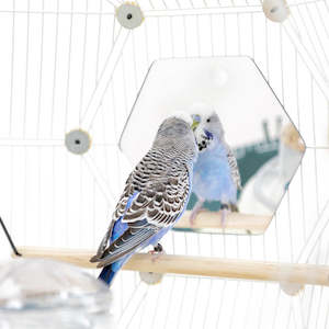 Budgies Finches Canaries: Geo Bird Mirror | Hexagon