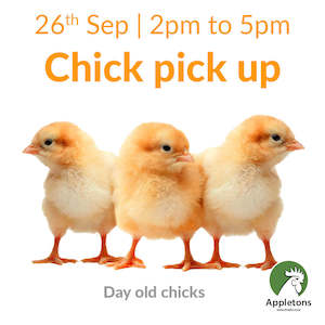 Chickens For Sale Brown Shavers: Sept 2025 Chicks | Day Old Brown Shaver Chick & Crumble Combo | Pick Up Only