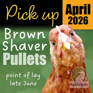 Chickens For Sale Brown Shavers: Pre-Order for April 2026 |Brown Shaver Pullets 10 Weeks of Age | Laying Hens | Pick Up Only