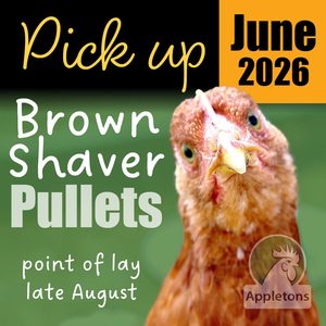 Chickens For Sale Brown Shavers: Pre-Order for June 2026 | Brown Shaver Pullets 10 Weeks of Age | Laying Hens | Pickup Only (Copy)