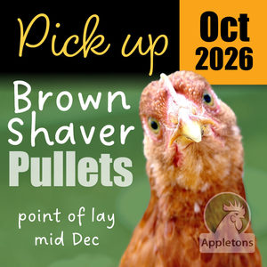 Pre-Order for October 2026 | Brown Shaver Pullets 10 Weeks of Age | Laying Hens &hellip;