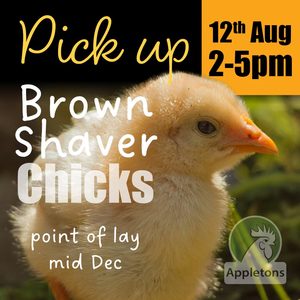 Chickens For Sale Brown Shavers: Pre-Order for August Day Old Brown Shaver Chicks | Chick & Crumble Combo | Pick up Only