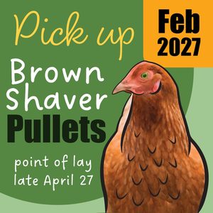 Chickens For Sale Brown Shavers: Pre-Order for Feb 2027 | Brown Shaver Pullets 10 Weeks of Age | Laying Hens | Pickup Only